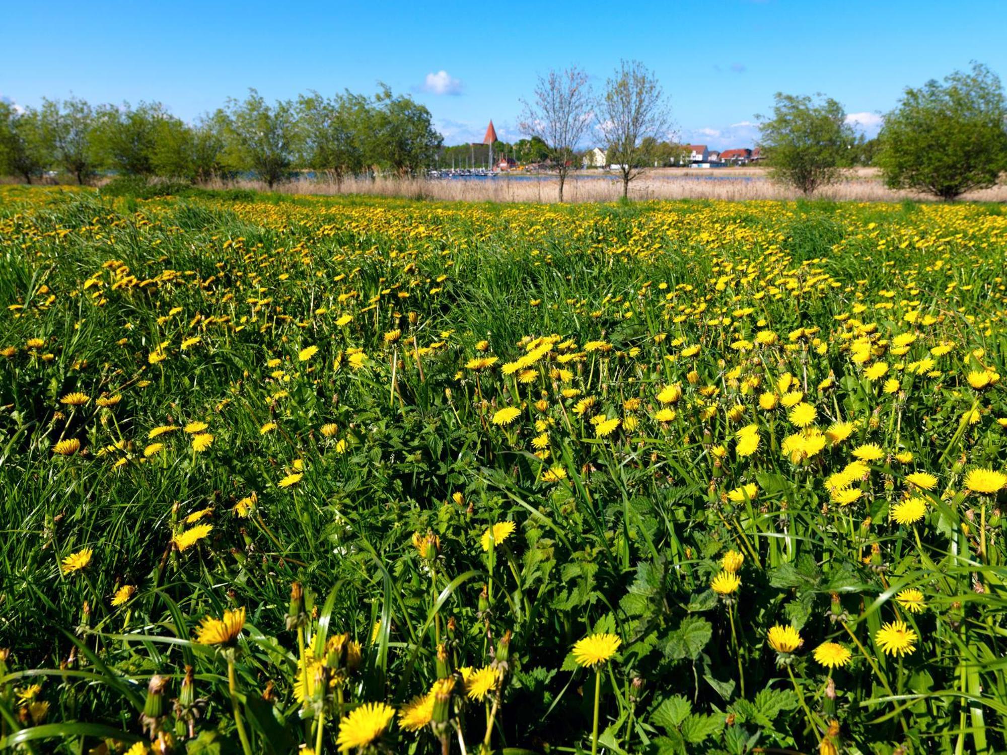 Daenisches Ferienhaus Kaltenhof Bagian luar foto